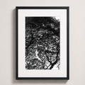 L’encre des branches | Hawaï
