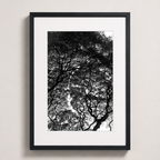 L’encre des branches | Hawaï