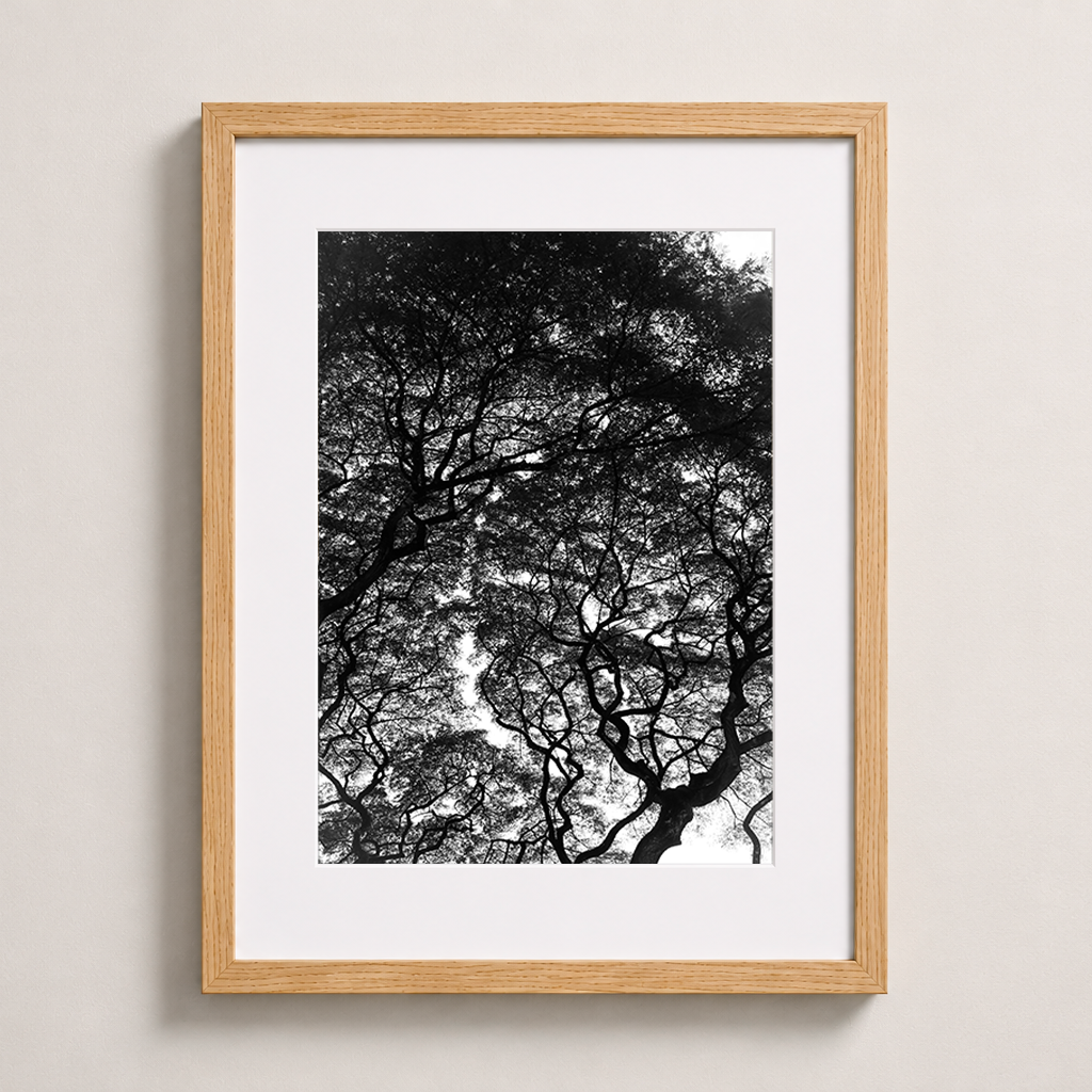 L’encre des branches | Hawaï