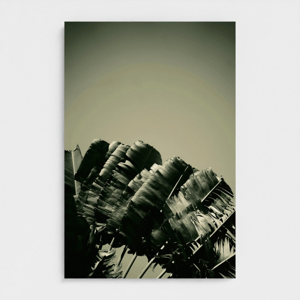 Palmes | Malaisie