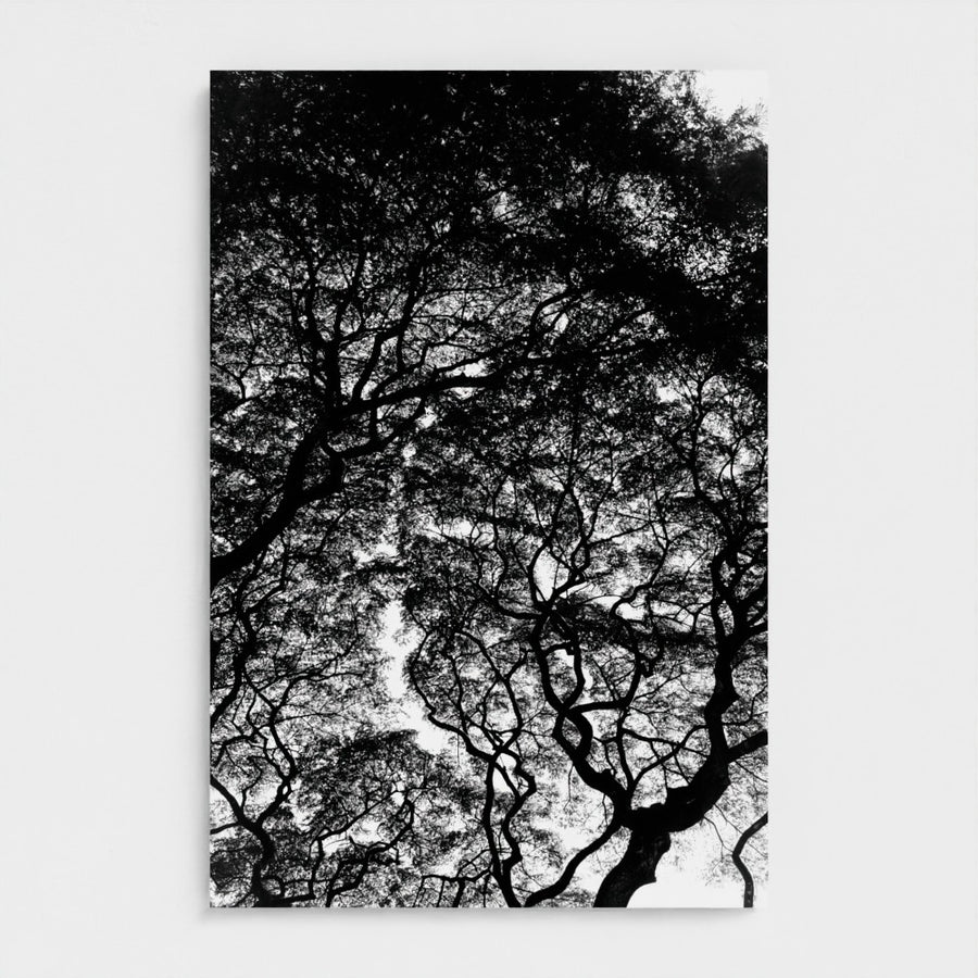L’encre des branches | Hawaï